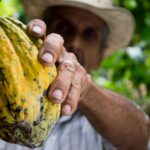 man hand fruit cocoa