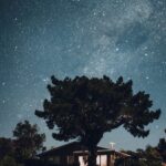 green leafed tree in front of a house under a starry sky during nighttime