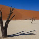 bare trees in the desert