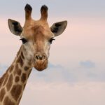 close up photography of giraffe
